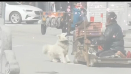 A dog weighing just over twenty pounds drags its mobility-impaired owner, who weighs more than a hun