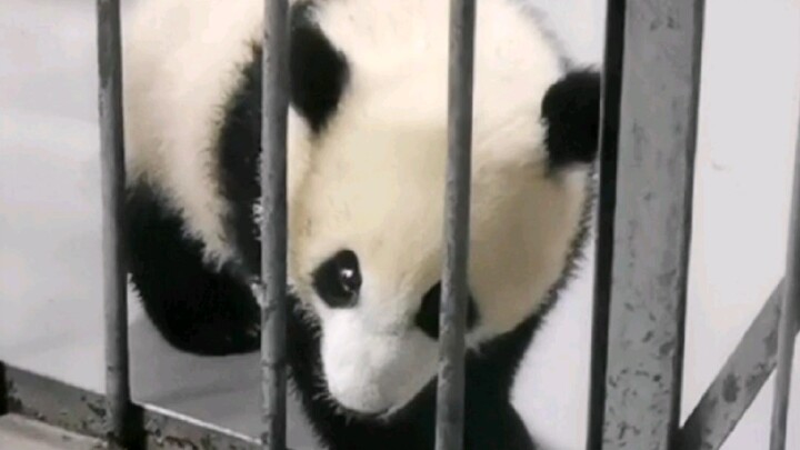 When a giant panda learns to escape from prison!
