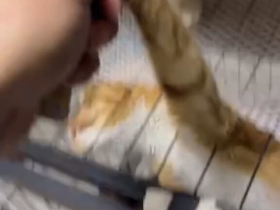 Kucing lucu mengaitkan cakarnya dan secara tidak sengaja melukai pemiliknya, lalu mendapat teguran.
