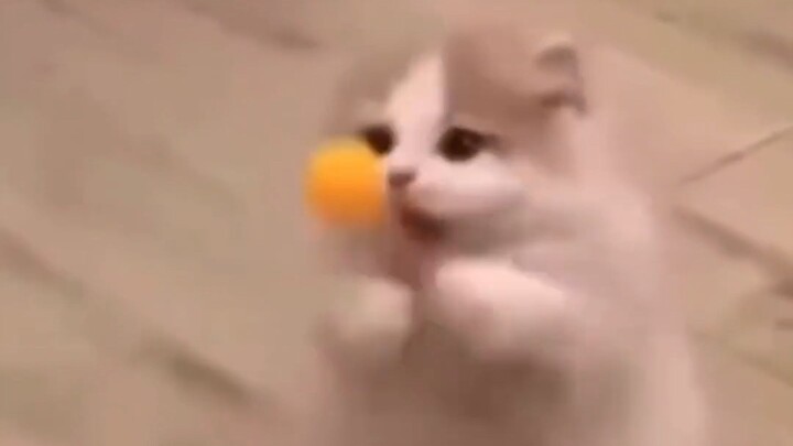 Kehidupan itu aneh-aneh, tapi kucing-kucingnya imut banget!