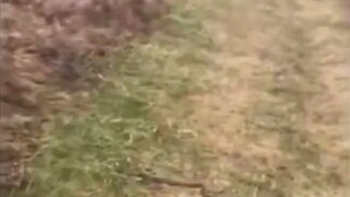 Snake: I didn’t even move! !