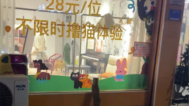 Mèo: Đây chính là… thương k ư?