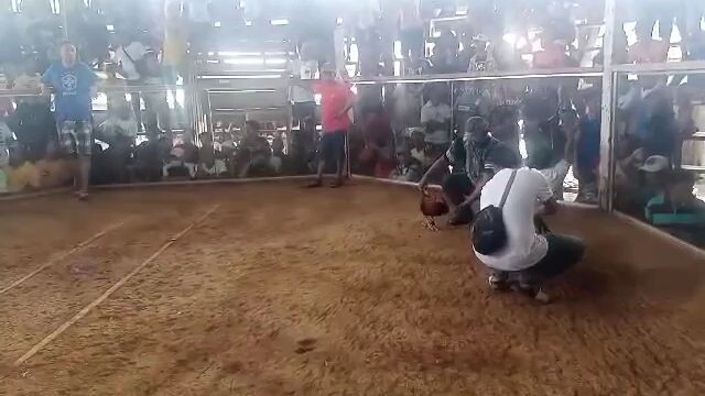 4 Cock Derby 3wins 1 lose