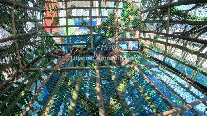Ika-anim Na Panghango Ng Pinakamalaking Trap Halos Grouper Lahat