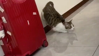 弹射起步去挨打