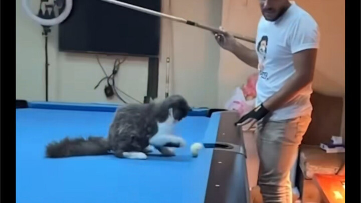Cat: It’s just a ball, isn’t it?