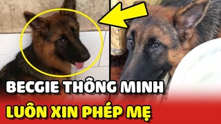 Chú chó Becgie THÔNG MINH làm gì cũng XIN PHÉP mẹ 🥰 | Yêu Lu