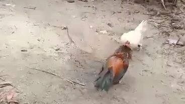 personal blood line melsim black