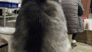 สัมผัสจริงว่าสุนัขหนัก 75 กิโลกรัมใหญ่แค่ไหน!