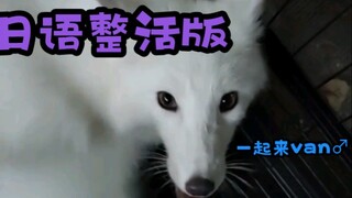 《Temanin aku van ♂ sebentar deh ~》Versi Jepang yang seru