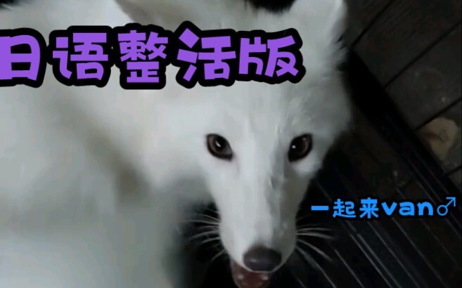 "Will you accompany me on the van for a while~?" Japanese Funny Version