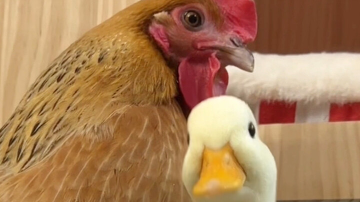 Duck: Whatever. I’m just letting it go. Do whatever you want.