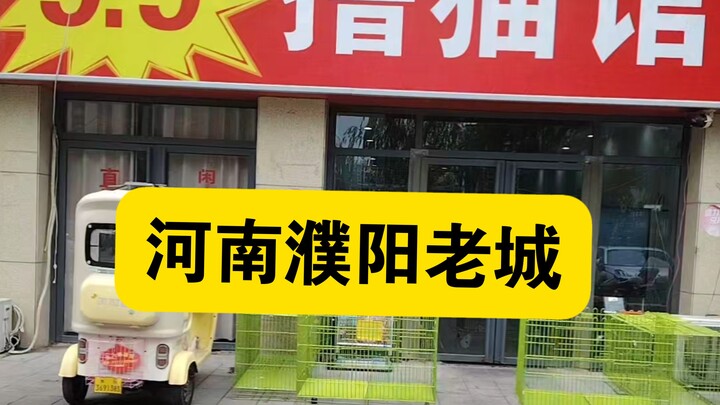 Ông chú và các bé mèo đã mở một quán cà phê vuốt mèo giá 9,9 tệ.
