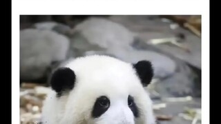 Seberapa lucu sih panda raksasa itu?