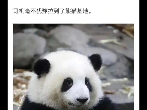 ما مدى جاذبية الباندا العملاقة؟