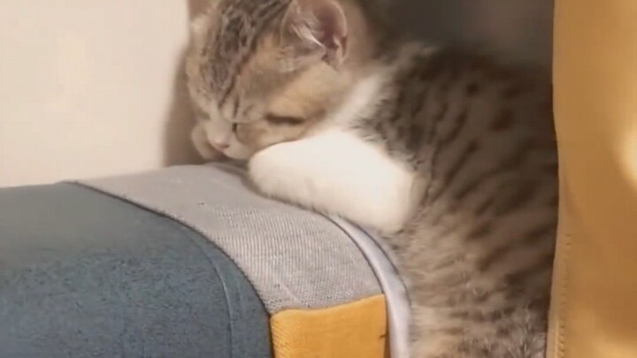 Good night, little cat