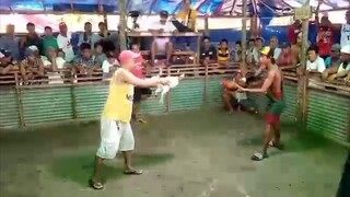 super white leg horn VS texas