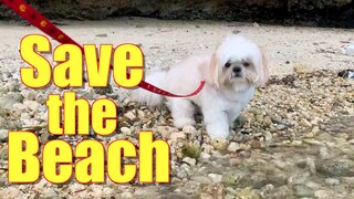 My Dog Feels So Bad At The Beach | He Almost Cried!