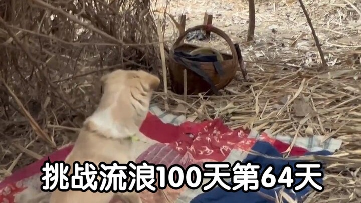 تحدي الـ 100 يوم من التجوال اليوم 64: تجديد القصر