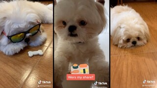 Borgy the Shih Tzu TikTok Compilation Part 1 (Cuteness Overload)