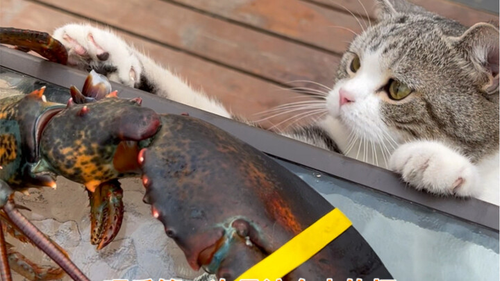 هذا الكركند الكبير الذي يزيد وزنه عن 4 جين لم يحظَ بشعبية تُذكر مقارنةً بالحبار الذي أهداه صاحب المط