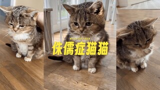 因为基因缺陷而永远长不大的小猫