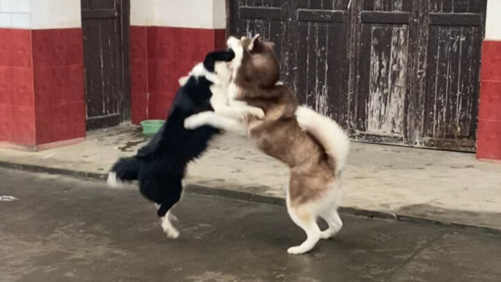 Border Collie: The Husky's been acting a bit cocky lately—time to knock some sense into him!