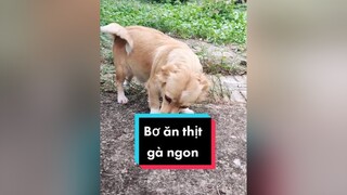 Chăm e Bơ cẩn thận lắm hihi. cunyeucuadua chó chócon chókhôn chócute bầubí chóđẻ