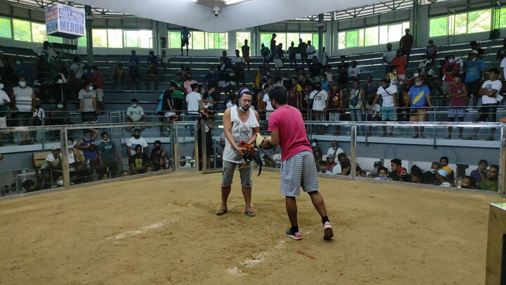 Our very own Popeye Grey🐓❤️ Watch till the end❤️