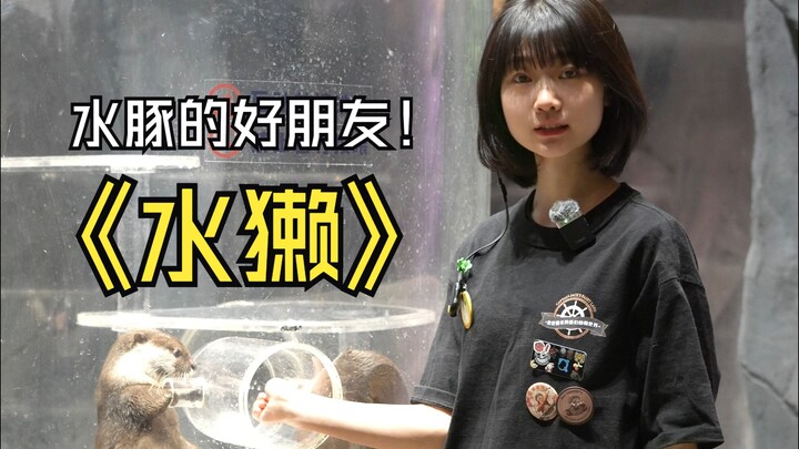 Siapa yang berenang lebih cepat: berang-berang atau capybara?