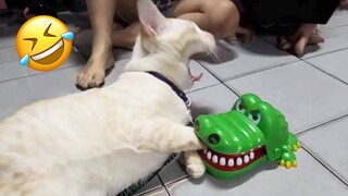 Funniest Animals 2023 😅 Best Cats and Dogs Videos 😻🐶 Part 16