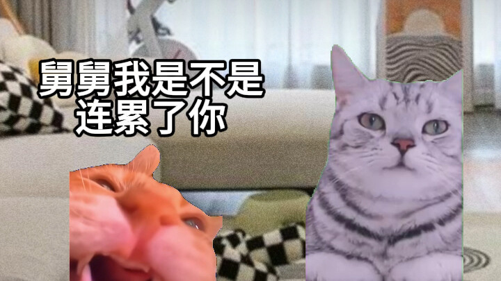 Nhà cậu luôn là nhà của bạn #meme-mèo #ấm áp cảm động