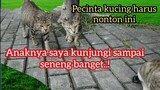 Ajaib Kisah Kucing Liar Betina Kakak Beradik Bersama-Sama Sampai Tua Di Jalanan Mengejutkan..!
