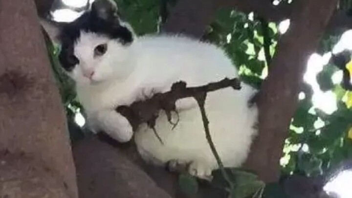 ⚡️เมียวซัง หยุดได้แล้ว!⚡️