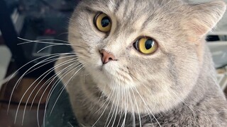 头脑简单，四肢也不太发达