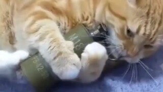 "Cat House Destruction Awards"