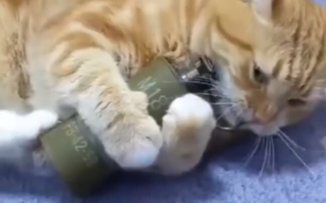 "Cat House Destruction Awards"