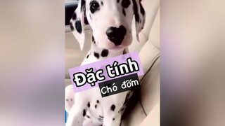 Đặc tính chó đốm! pet thucung thucungdethuong nuoidaythucung #chó chó_cưng