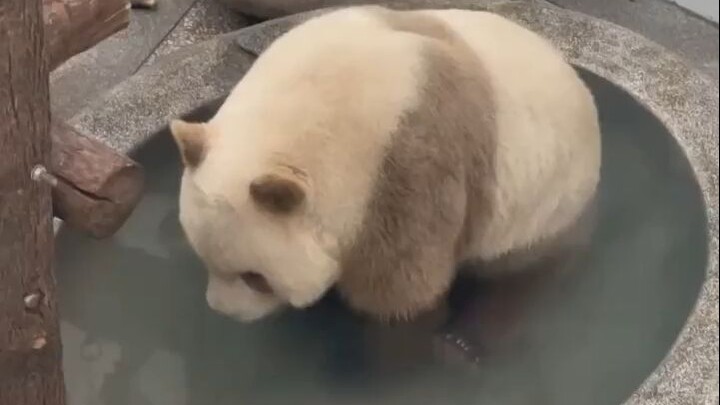 แพนด้ายักษ์ชีจื่อแช่น้ำ น่ารักจนระเบิดใจ