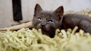 Tiếng mèo kêu - Cho bé - Tiếng mèo siêu dễ thương - tiếng mèo đuổi chuột