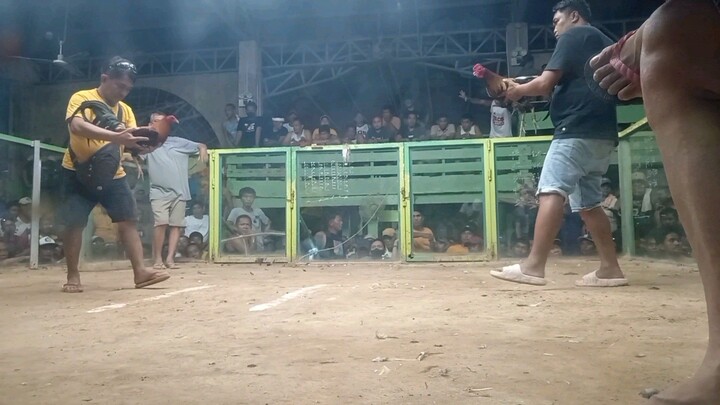 4 cock derby 3rd fight win