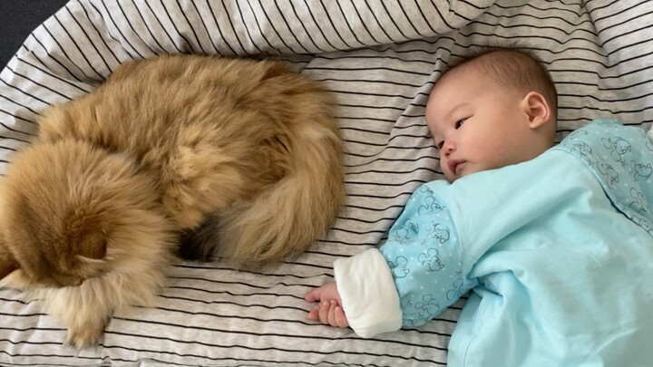 The Ruan Family: Guoguo tries hard to turn and get closer to Mochi, painstakingly trying to win over