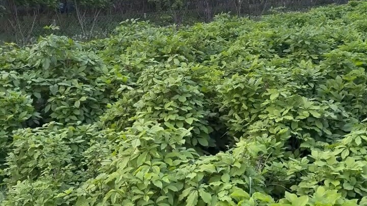 [玫瑰]每个清晨，都是生活的起航；每天的祝福，都是温馨的拜访；[抱拳]愿生活，充满阳光；愿身体，健健康康；[Worship]愿心情，快乐舒畅！ [玫瑰]早上好！[玫瑰]
