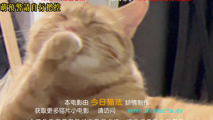 Mặt thứ hai của chú mèo Guapi