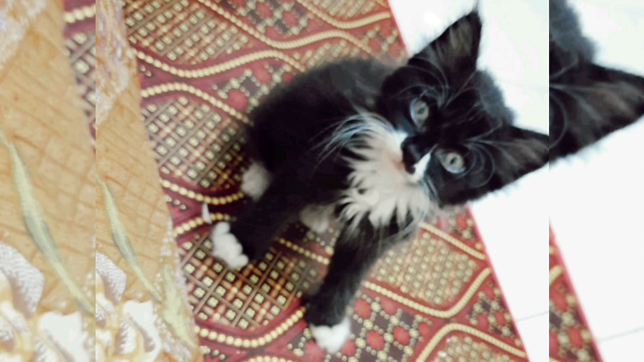 Panda dr waktu pertama kali adopsi