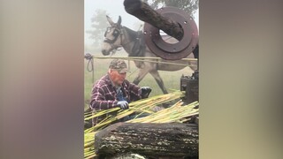 用高粱秆手工熬制糖浆~ 视频开头这只骡子辛苦了！