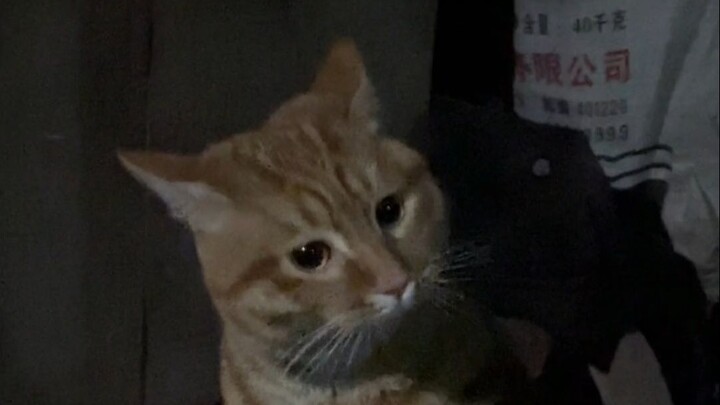 Cảm giác con mèo cam nhỏ như sắp vỡ vụn luôn rồi! Bình thường ở thành phố là bá chủ một phương, về q