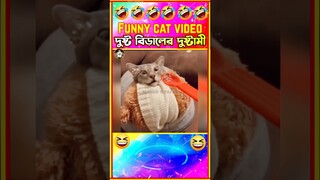 🤣দুষ্ট বিড়াল কুকুর এর দুষ্টমী দেখ🤣| Funny cat videos Bangla | Funny Animals | #shorts