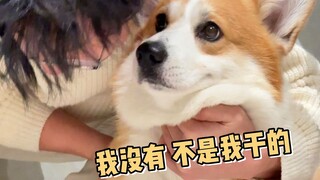 People are bad, dogs are good!