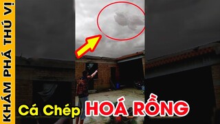 🔥 Phát Hiện Cá Chép Hoá Rồng Có Thật Vô Tình Bị Camera Quay Lại | Liệu Cá Chép Có Thể Hoá Rồng? KPTV